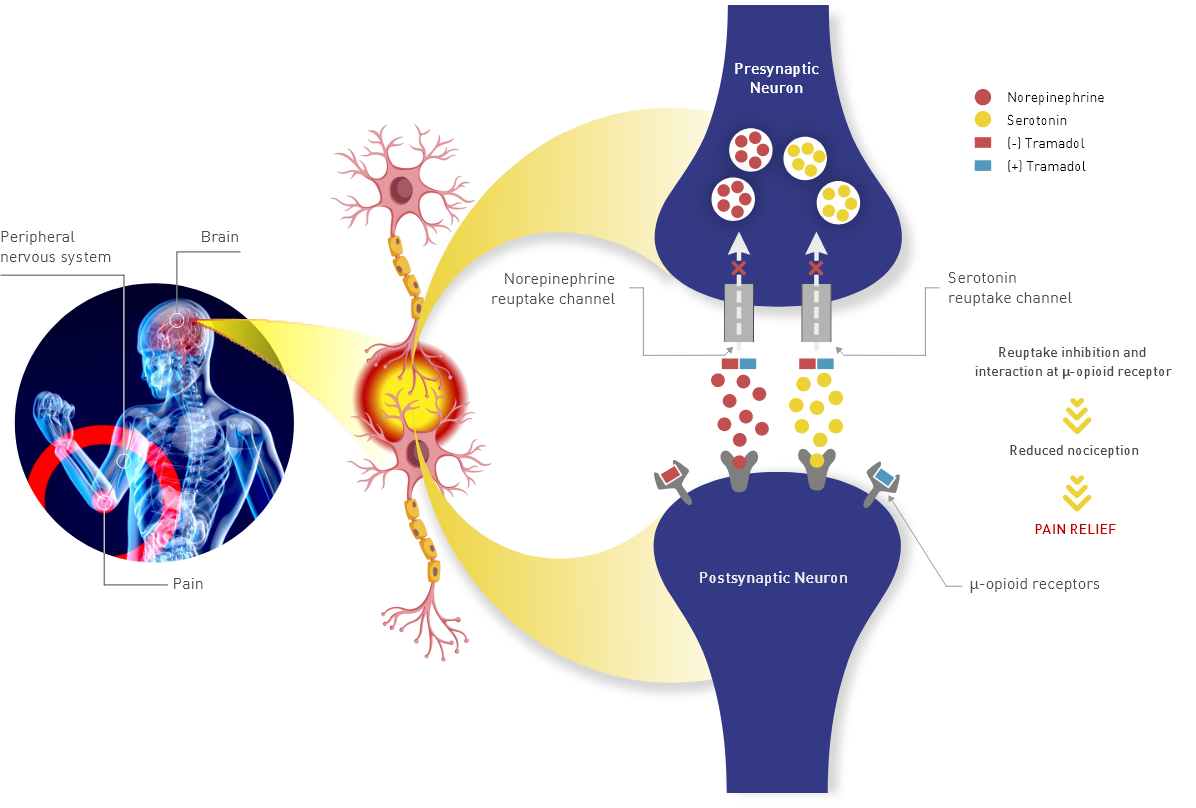 Mechanism of Action
