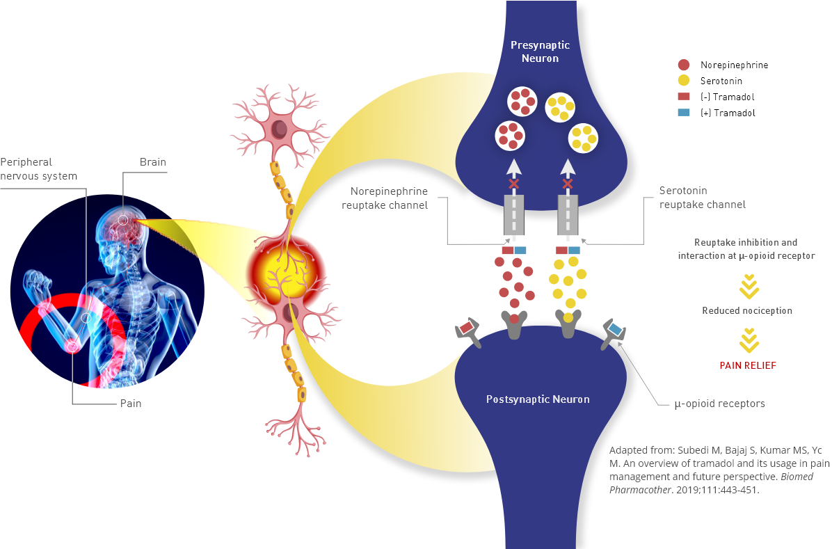 Mechanism of Action
